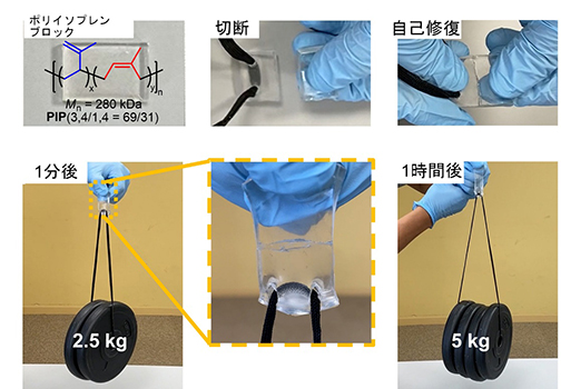 ポリイソプレンの自己修復の画像