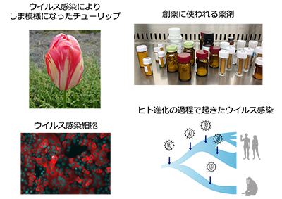 ウイルス感染関連の画像(左上：ウイルス感染によりしま模様になったチューリップ、左下:ウイルス感染細胞、右上:創薬に使われる薬剤、右下:ヒト進化の過程で起きたウイルス感染)