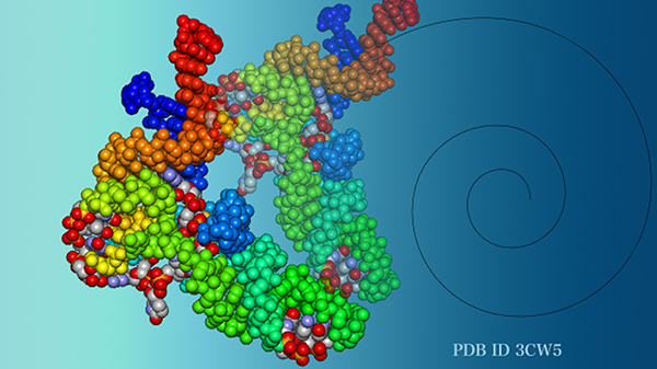 いろいろなアミノ酸を順番につないでタンパク質を作るときに働いているRNAの分子模型の画像