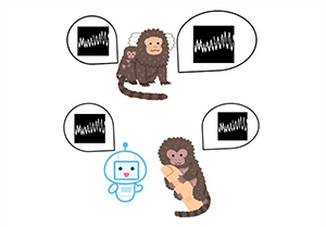 親から鳴き方を学ぶマーモセットはAIから正しい鳴き方を学べるのか？のイメージ図