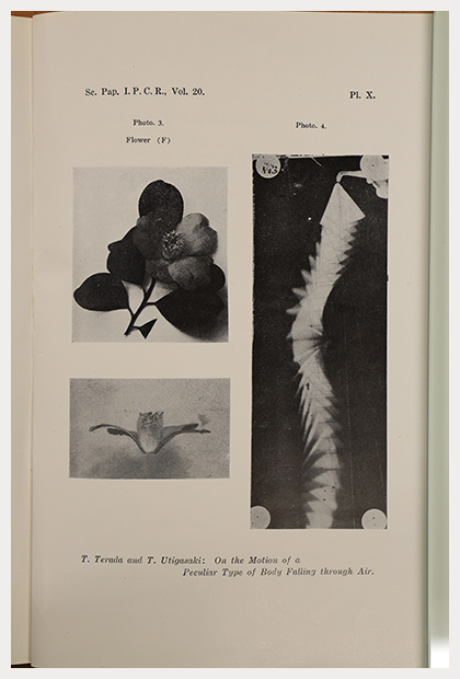 椿の落下に関する実験の記録写真