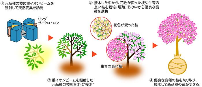 新品種の作り方（重イオンビームによる変異誘発技術）の解説図