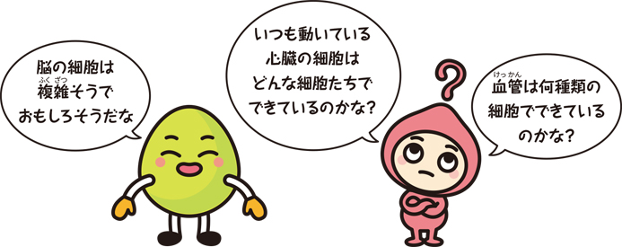キャラクター「脳の細胞は複雑そうでおもしろそうだな」「いつも動いている心臓の細胞はどんな細胞たちでできているのかな?」「血管は何種類の細胞でできているのかな?」