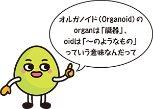 オルガノイド（Organoid）のorganは「臓器」、oidは「～のようなもの」って意味なんだって