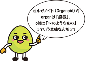 オルガノイド(Organoid)のorganは「臓器」、oidは「~のようなもの」って意味なんだって