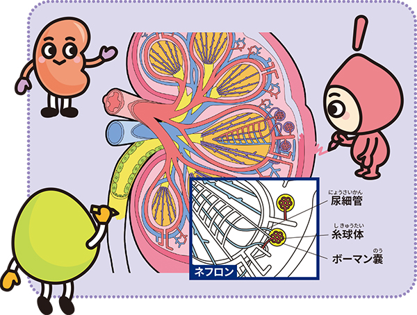 腎臓の図