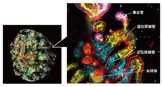 細胞の種類ごとに色分けした腎臓オルガノイドの図
