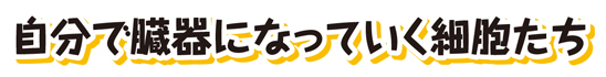 自分で臓器になっていく細胞たち