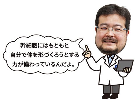 幹細胞にはもともと自分で体を形づくろうとする力が備わっているんだよ