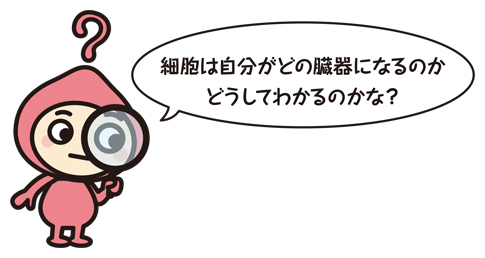 細胞は自分がどのぞうきになるのかどうしてわかるのかな?
