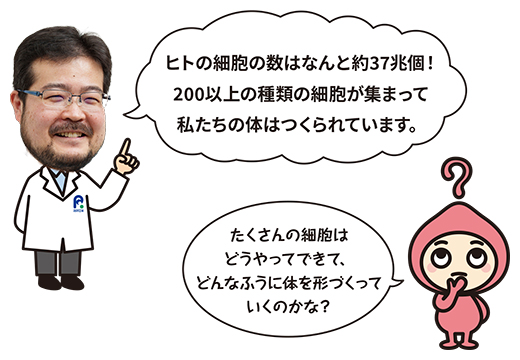 博士「ヒトの細胞の数はなんと約37兆個！200以上の種類の細胞が集まって私たちの体は作られています」キャラクター「たくさんの細胞はどうやってできて、どんなふうに体を形づくっていくのかな？」