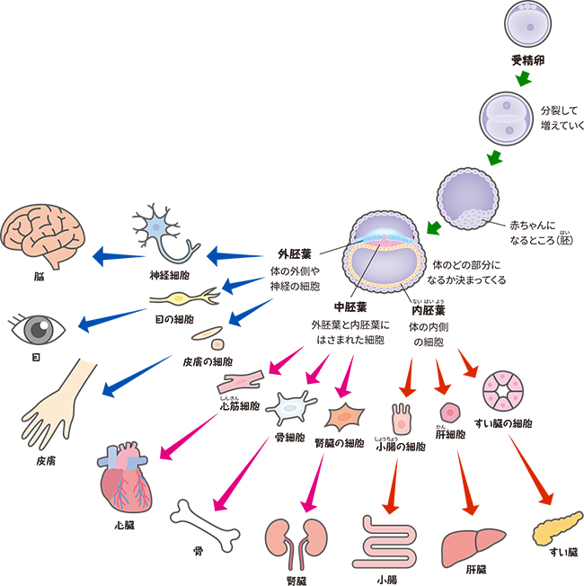 受精卵からの分化する細胞の図