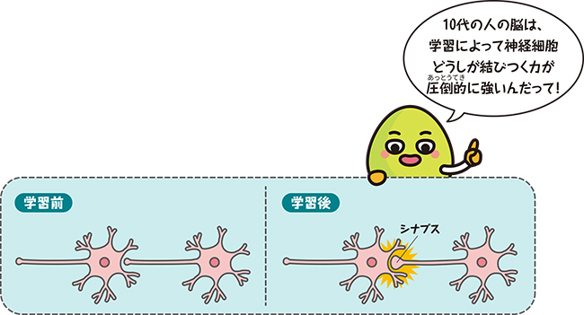 シナプスの図