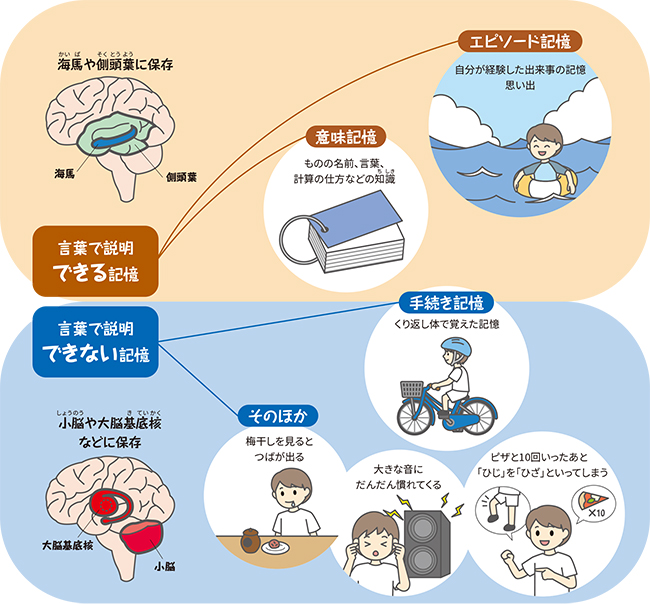 言葉で説明できる記憶、言葉で説明できない記憶の図