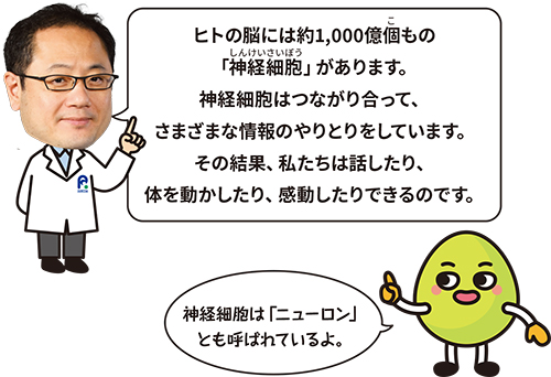 博士「ヒトの脳には約1,000億個もの「神経細胞」があります。神経細胞はつながり合って、さまざまな情報のやりとりをしています。その結果、私たちは話したり、体を動かしたり、感動したりできるのです。」キャラクター「神経細胞は「ニューロン」とも呼ばれているよ。」