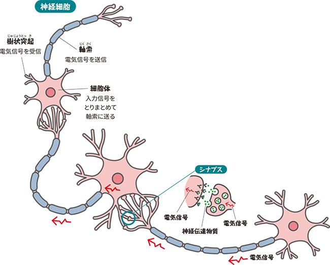 神経細胞の図