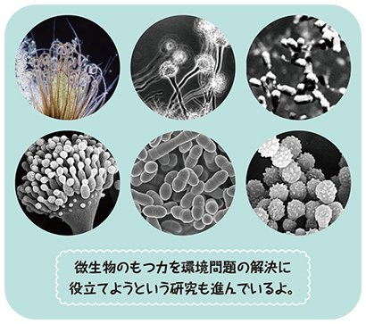 いりいろな微生物の写真 微生物のもつ力を環境問題の解決に役立てようという研究も進んでいるよ