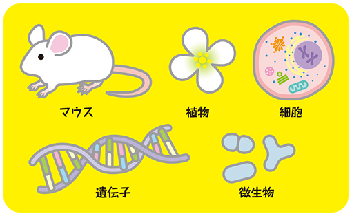 マウスや植物、細胞、遺伝子、微生物のイメージ図