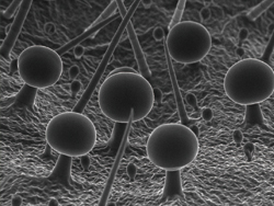 透明の玉を走査電子顕微鏡で見た写真