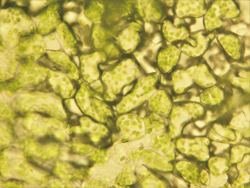 葉っばを光学顕微鏡で見た写真