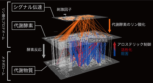 インスリンによる大規模多階層代謝制御ネットワーク[Yugi et al. (2014) Cell Reports]の図