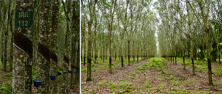 左：樹液を集める様子の写真、右：インドネシアのプランテーションの様子の写真