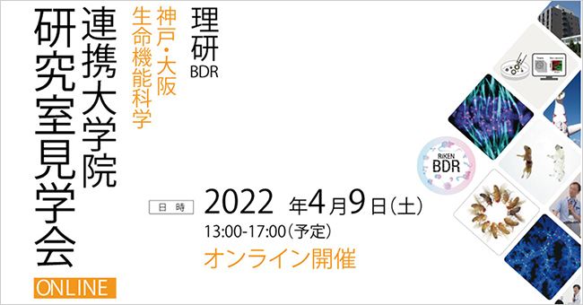 理研神戸・大阪 生命機能科学 連携大学院研究室見学会 ONLINEのHP画像