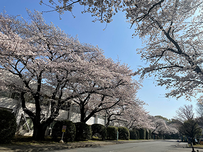 桜の写真