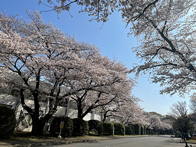 image of cherry blossoms in Wako