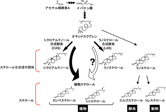 30年来の常識を覆し、植物に新たなステロール生合成経路を発見 ...