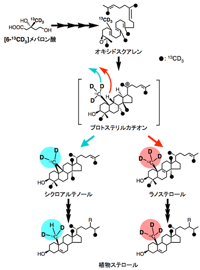 [6-13CD3]MVLの追跡実験の図