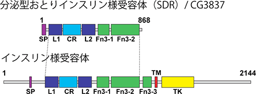 SDRとインスリン様受容体の構造図