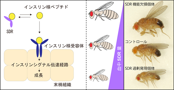 SDRの作用機序の模式図とSDR変異体の表現型の図