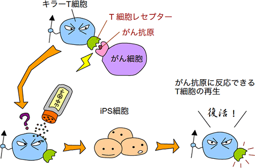 研究内容全体を示す模式図の画像