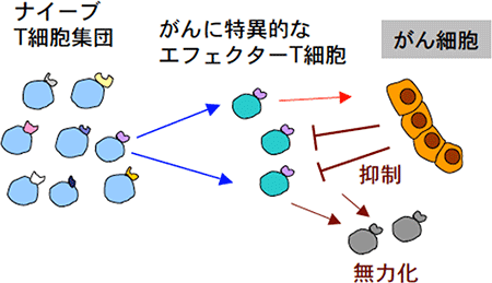 がん患者にみられるT細胞の無力化の図