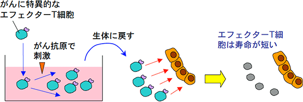 現行のがん免疫療法が直面する問題点を表す図