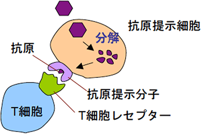 T細胞がT細胞レセプターを用いて抗原を認識することを表す図