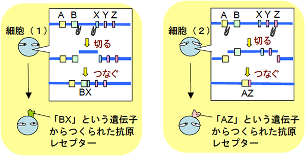 細胞ごとに異なるレセプターをつくるメカニズムを表す図