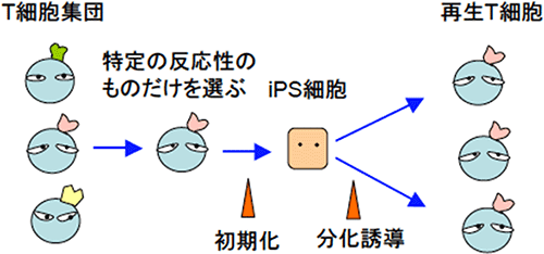 T細胞からiPS細胞を作製し、そのiPS細胞からT細胞を分化誘導する様子を表す図