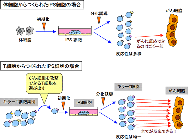 体細胞から作られたiPS細胞の場合とT細胞から作られたiPS細胞の場合を表す図