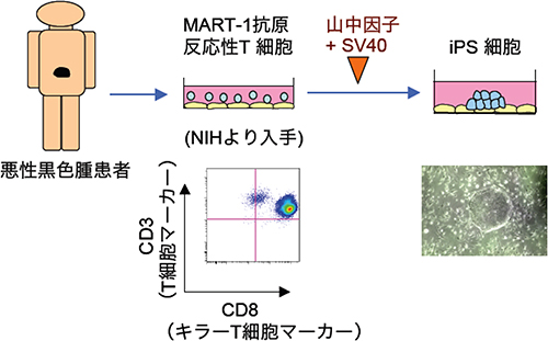 がん抗原に反応するT細胞からのiPS細胞の作製を表す図