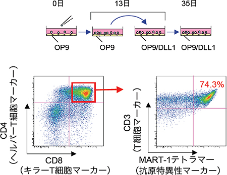 MART-1-iPS細胞から未成熟T細胞を作製した図