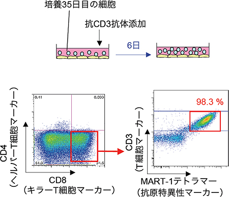 未成熟T細胞から成熟T細胞の分化誘導の図