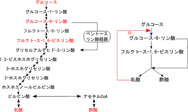 乳酸菌がグルコースを解糖するときの代謝反応ネットワーク図