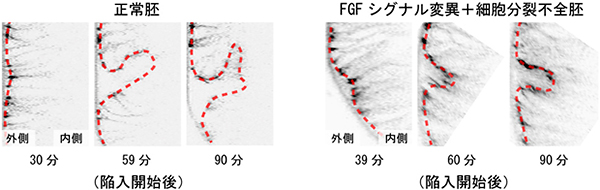 FGFシグナル変異と細胞分裂不全胚で観察される陥入の遅延の図