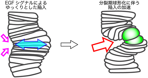 上皮細胞シートの模式図の画像