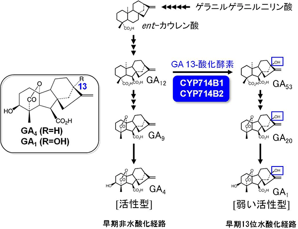 イネのジベレリン生合成経路の図