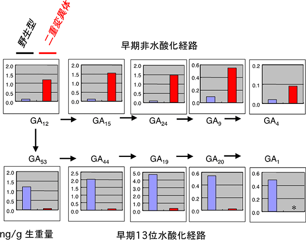 cyp714b1cyp714b2 二重変異体のGA量の分析結果の図