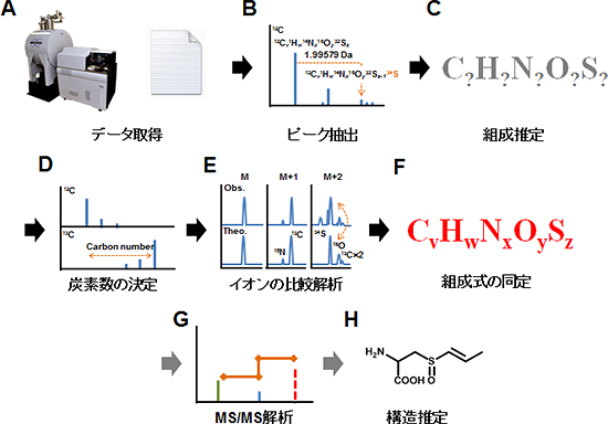 含硫黄二次代謝物の組成・構造解析「S-オミクス」の概要図