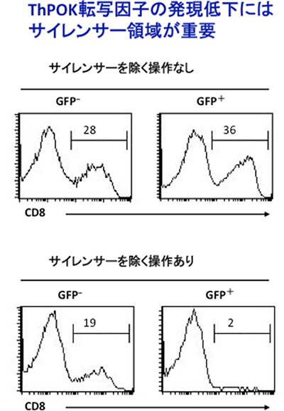 腸管におけるサイレンサーによるCD4+CD8+細胞への分化の影響の図